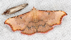 Corgatha dipyra