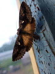 Syngrapha interrogationis