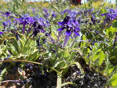 Lapeirousia oreogena