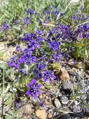 Lapeirousia oreogena