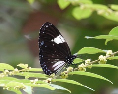 Euploea radamanthus
