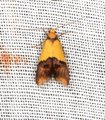 Hemibela oxyptera