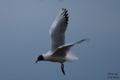 Chroicocephalus ridibundus