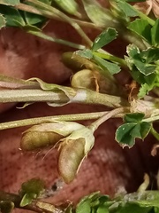 Trifolium ornithopodioides