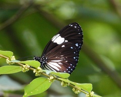 Euploea radamanthus