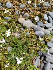 Trifolium ornithopodioides