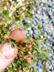Trifolium ornithopodioides