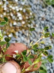 Trifolium ornithopodioides