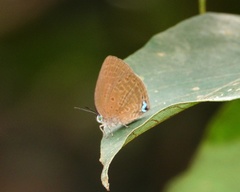 Arhopala major major
