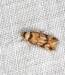 Sphyrelata nefanda