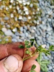 Trifolium ornithopodioides