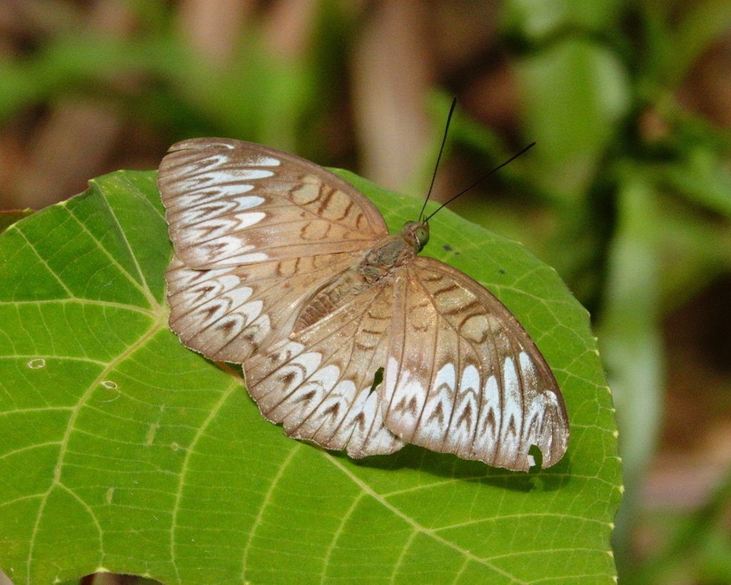 Short-banded Viscount