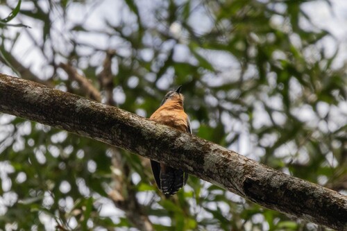 Cacomantis castaneiventris, 2025-08-16