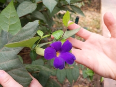 Thunbergia erecta