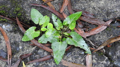 Viola inconspicua nagasakiensis