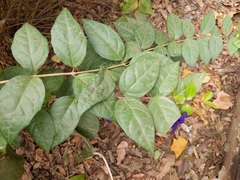 Thunbergia erecta