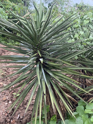 Yucca capensis