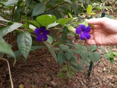 Thunbergia erecta