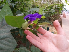 Thunbergia erecta
