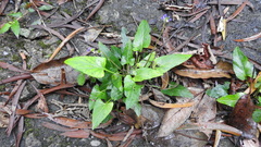 Viola inconspicua nagasakiensis