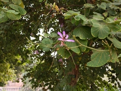 Bauhinia