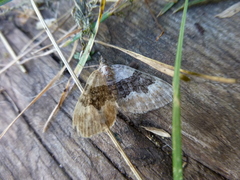 Xanthorhoe quadrifasiata