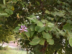 Bauhinia