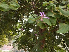 Bauhinia
