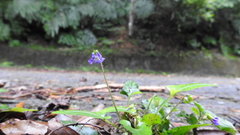 Viola inconspicua nagasakiensis