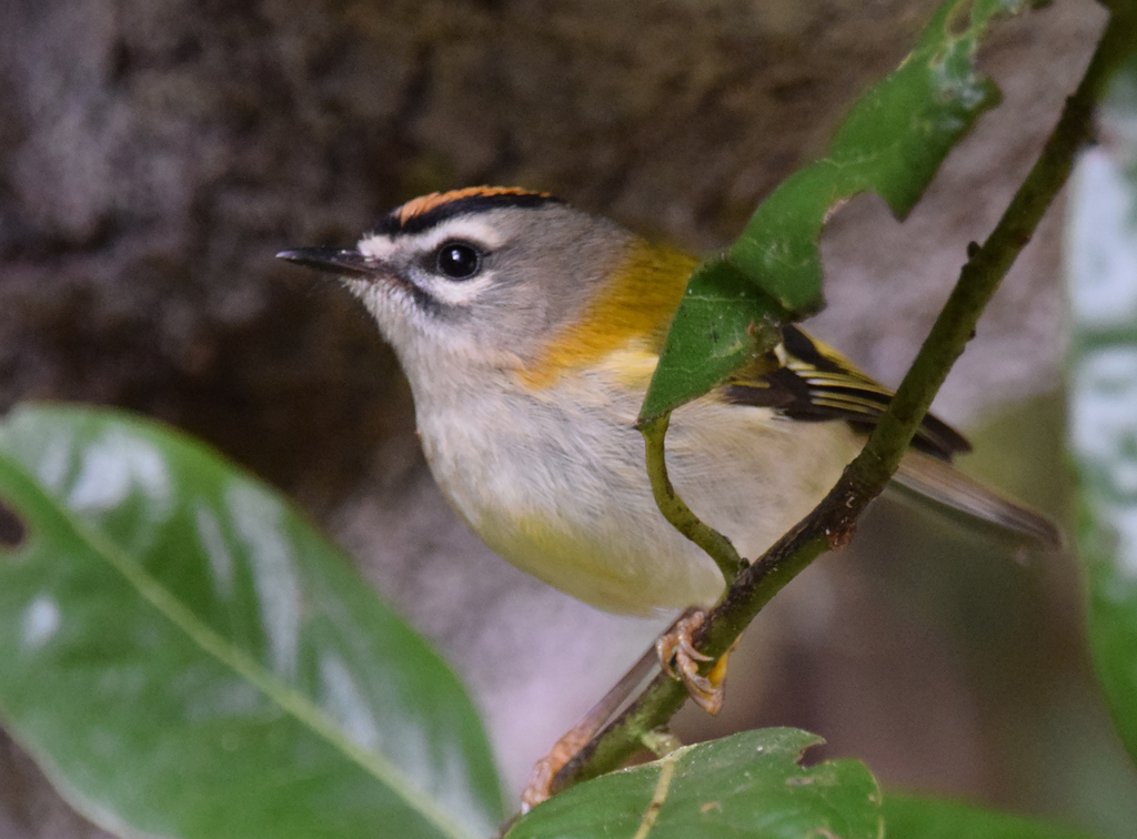Madeira Firecrest (Regulus madeirensis) photo