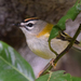 Madeira Firecrest - Photo (c) A Emmerson, some rights reserved (CC BY-NC), uploaded by A Emmerson