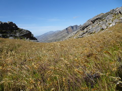 Pentameris oreophila