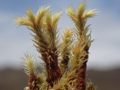 Breutelia affinis