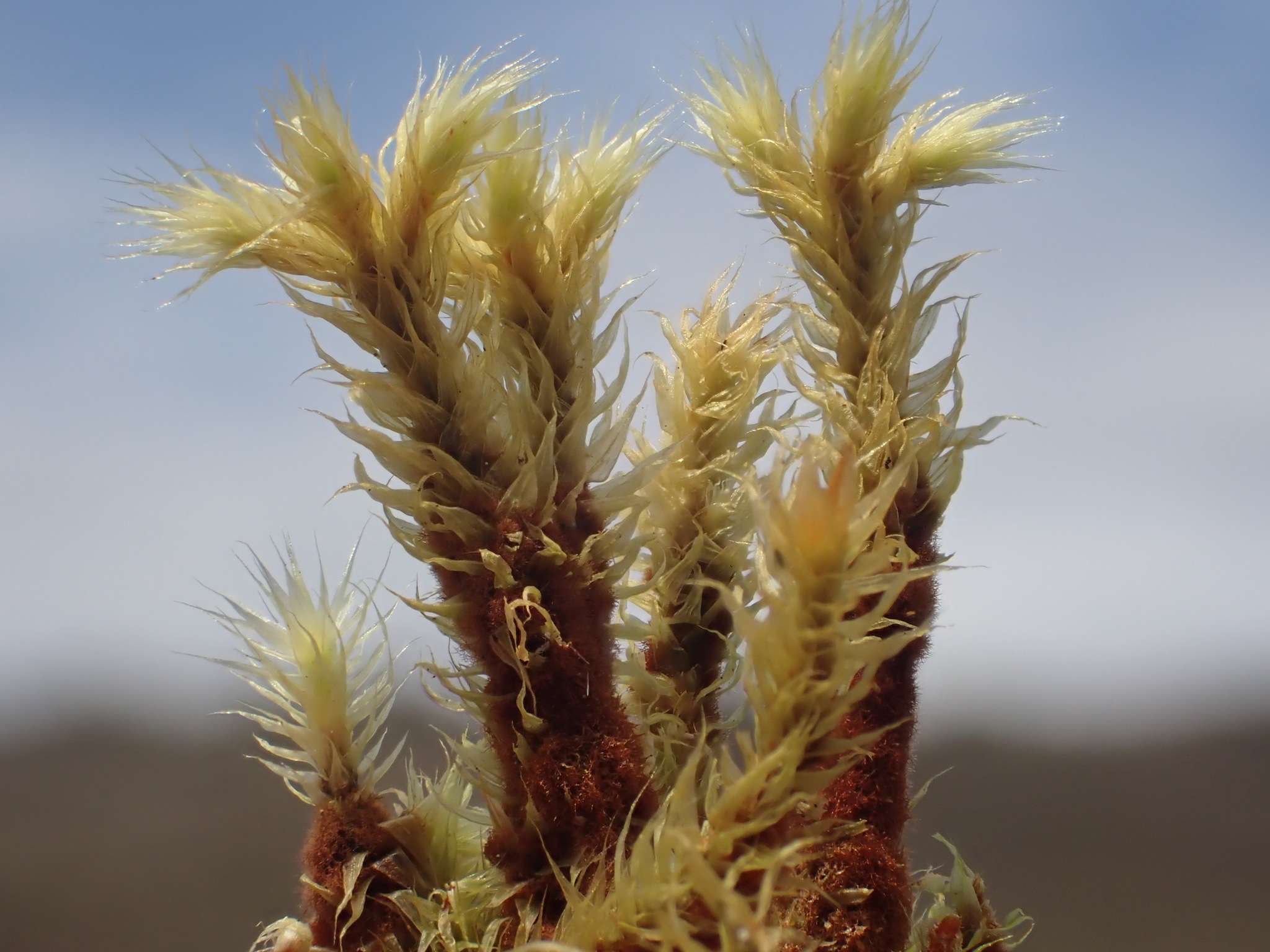 Breutelia affinis