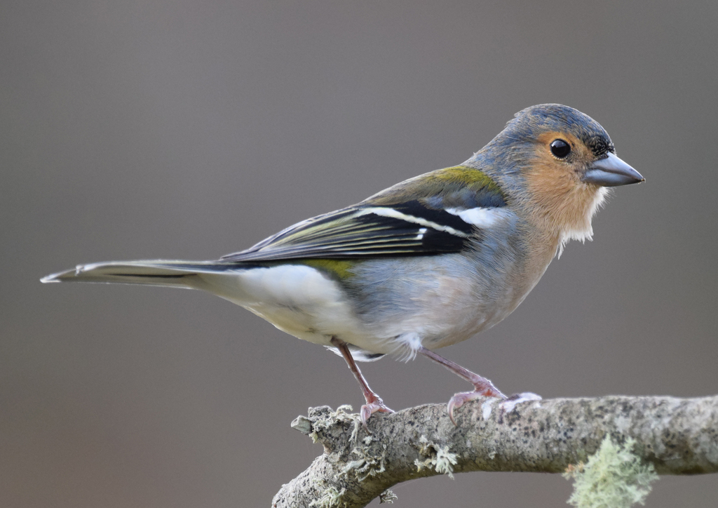 Madeira Chaffinch