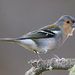 Madeiran Chaffinch - Photo (c) A Emmerson, some rights reserved (CC BY-NC), uploaded by A Emmerson
