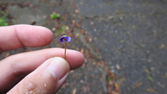 Viola inconspicua nagasakiensis
