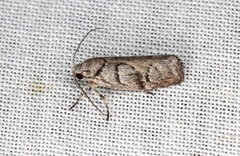 Lichenaula onychodes