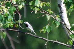 Motacilla alba