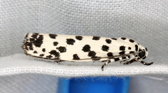 Ethmia clytodoxa