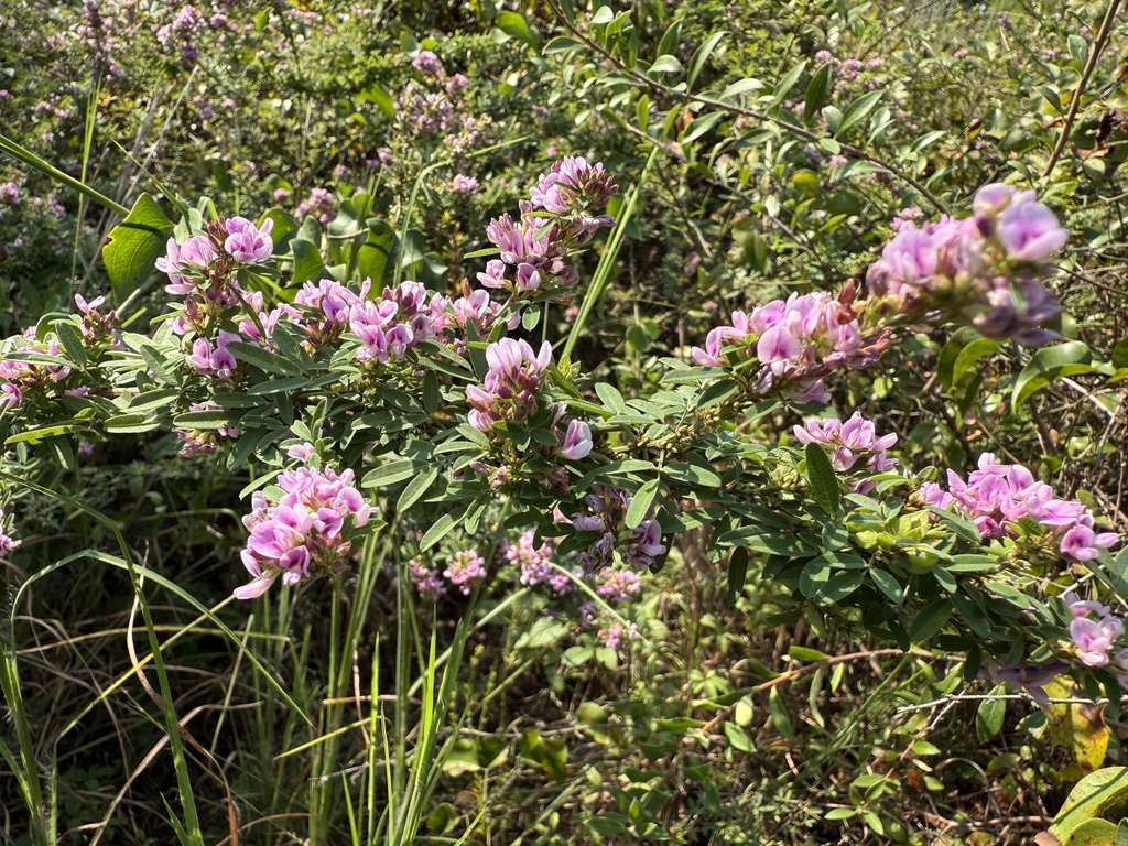 Lespedeza × neglecta