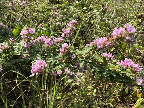 Lespedeza X neglecta
