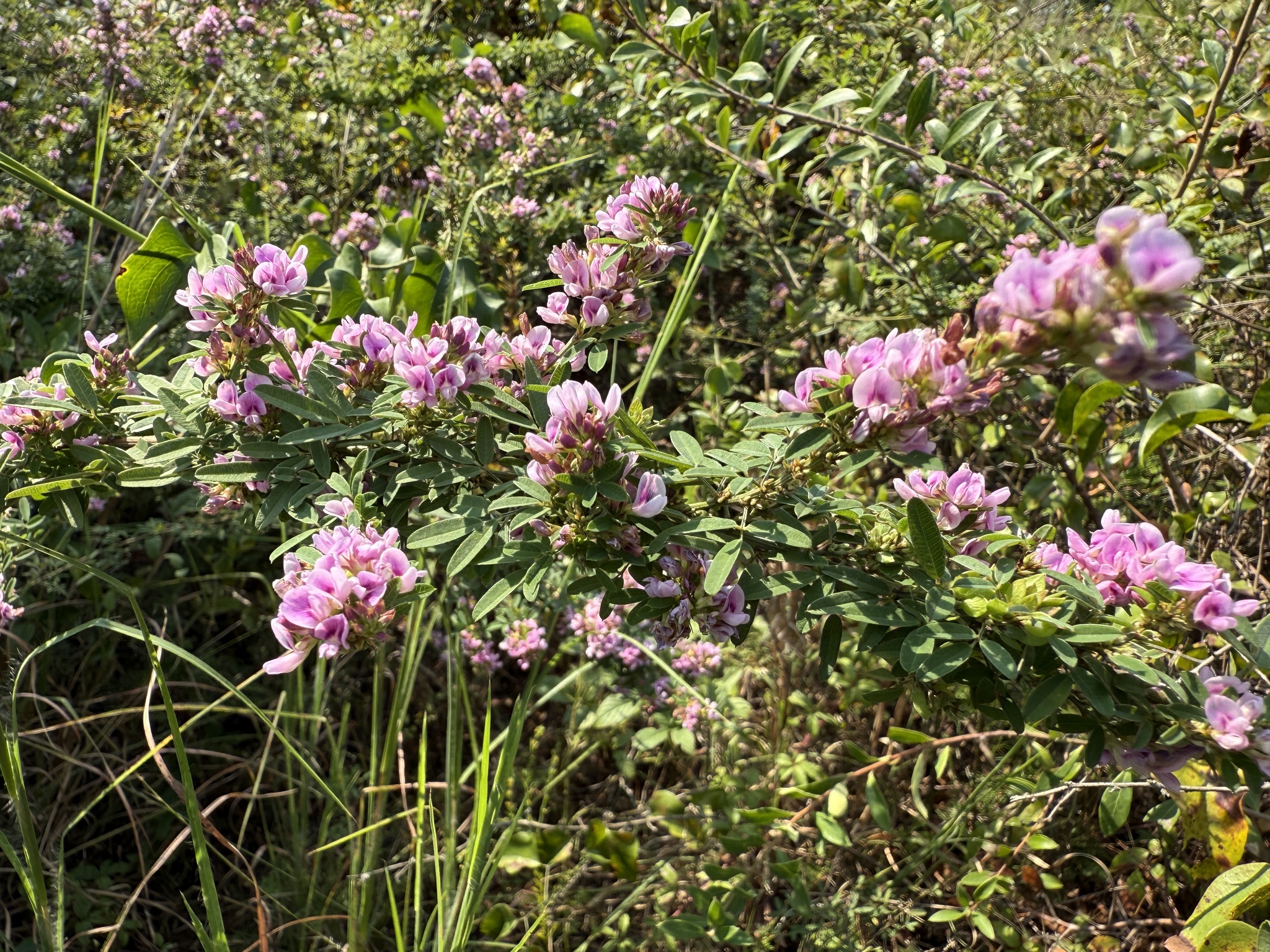 Lespedeza X neglecta