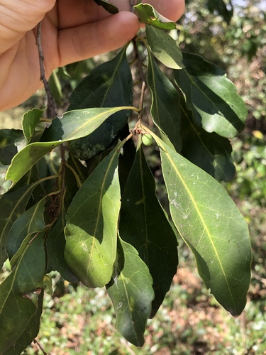 Elaeocarpus obovatus (Elaeocarpus obovatus)