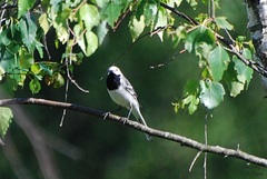 Motacilla alba