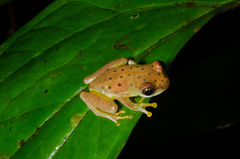 Hyperolius ocellatus