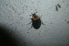 Oxelytrum discicolle