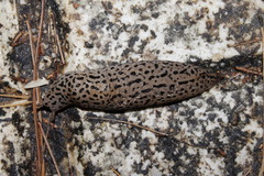 Limax conemenosi