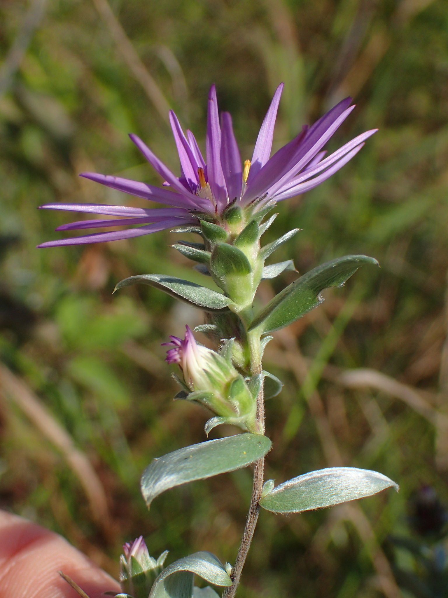 Symphyotrichum sericeum