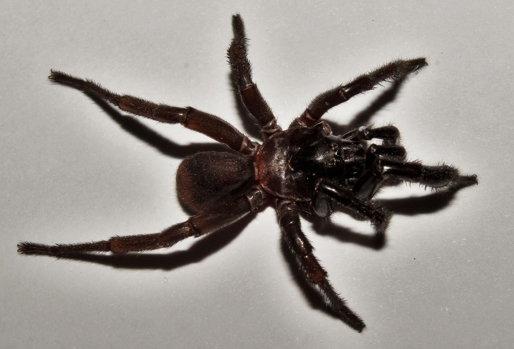Cyrtocarenum